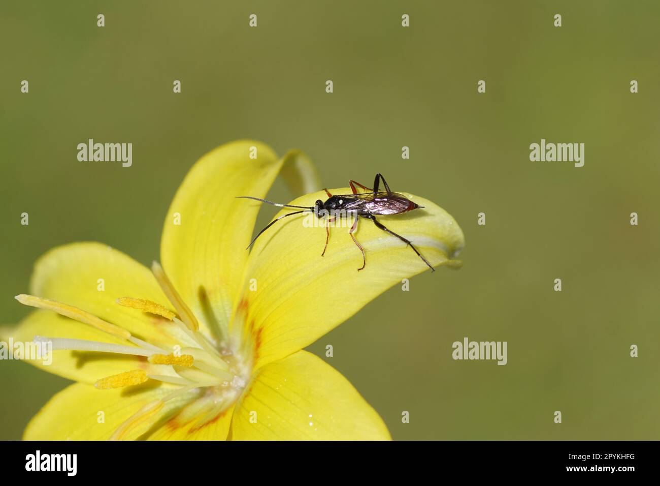 Weiblicher Hoplismenus bidentatus oder der sehr ähnliche Hoplismenus bispinatorius. Familie der Ichneumon-Wespen, Ichneumonide (Ichneumonidae). Auf gelber Blume Stockfoto