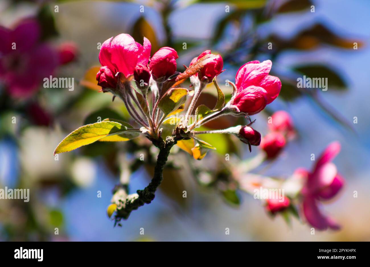 Frühlingsblumen in den Sonnenstrahlen.5.05.2023 Bialystok Polen. Rote Frühlingsblumen auf dem Ast im Park. Stockfoto