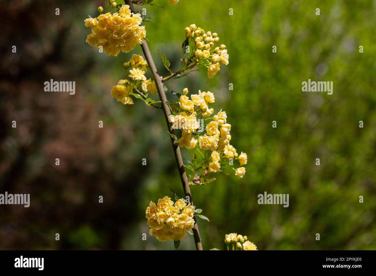 Gelbe Blume von Banksia Rose befeuchtet von Regen, Rosa banksiae, Sommerhintergrund Stockfoto
