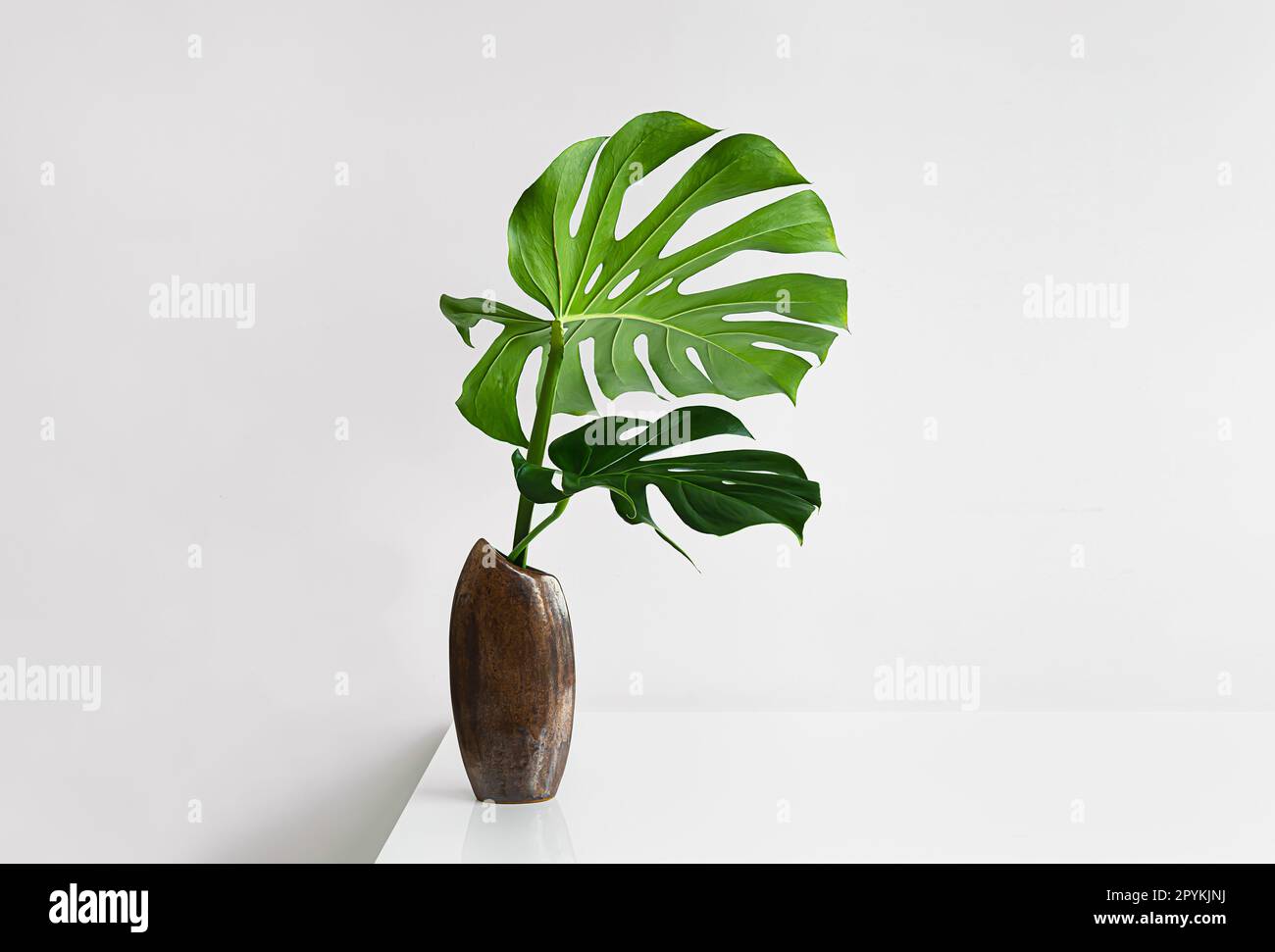 Wunderschöne Blätter von Monstera Deliciosa oder Schweizer Käsepflanze in einer braunen Vase auf einem hellen Hintergrund, minimalistisches kreatives Dekorkonzept Stockfoto