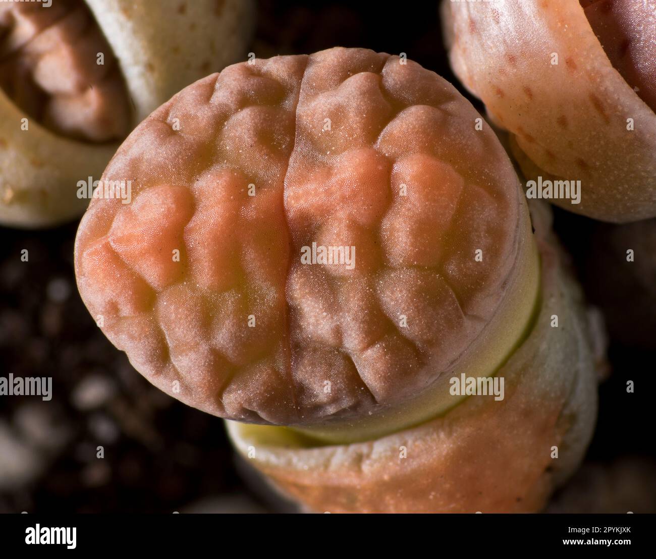 Lithops, lebende Steine Stockfoto