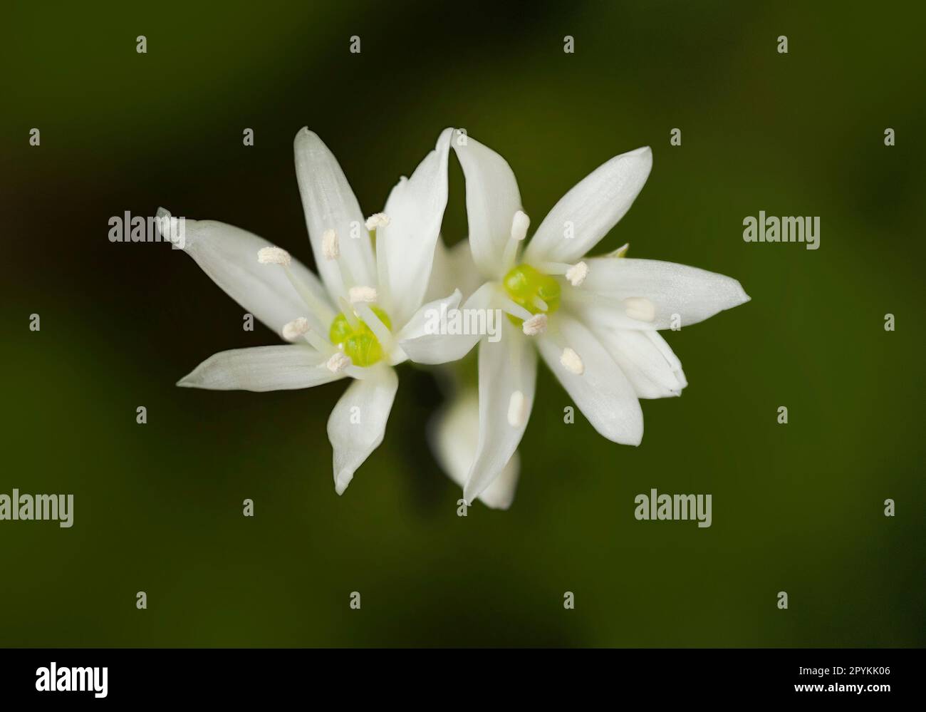 Weiße Knoblauchblüten, Allium ursinum Stockfoto