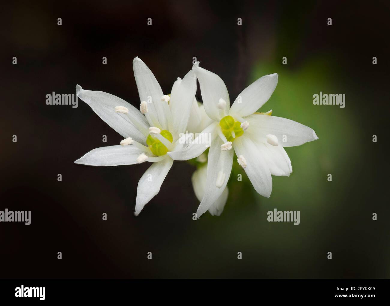 Weiße Knoblauchblüten, Allium ursinum Stockfoto