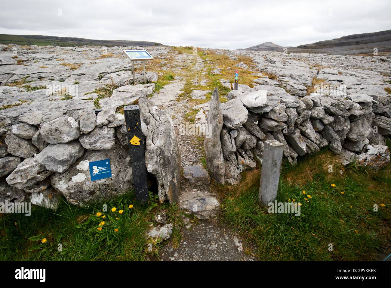 Pressen Sie den Holm in den trockenen Steinmauern auf dem Wanderweg durch die burren County clare republic of ireland Stockfoto