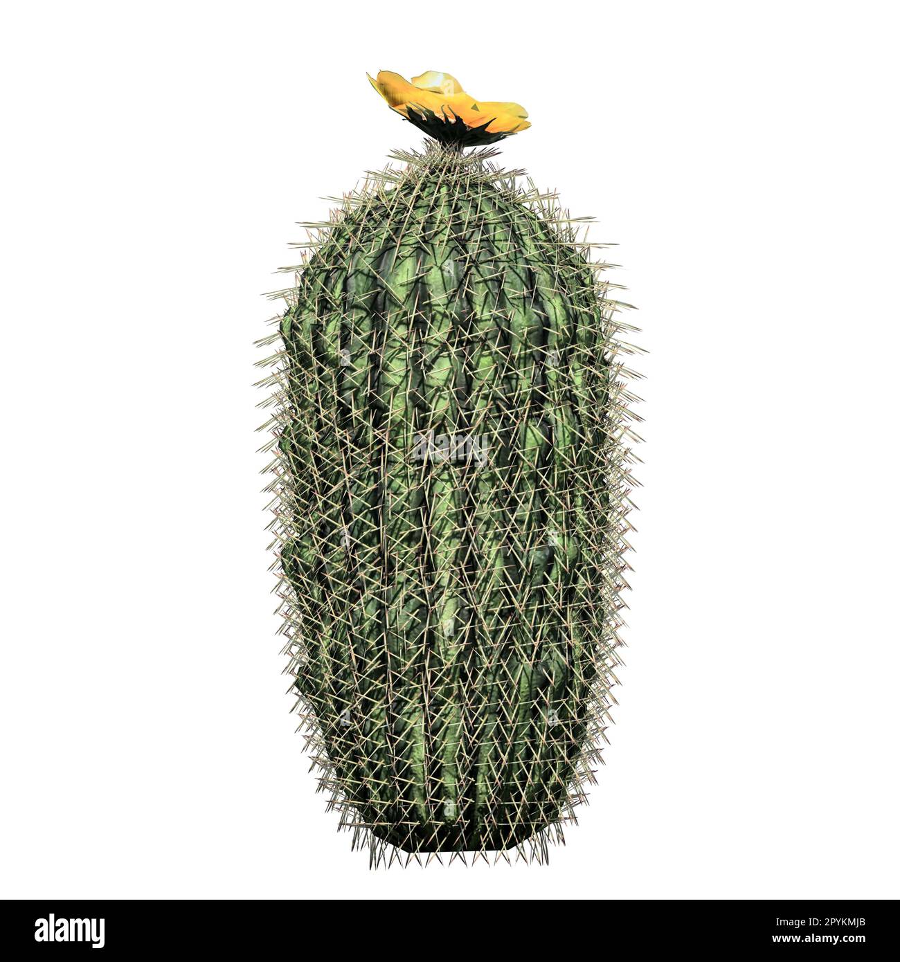 Isolierte Anlage auf weißem Hintergrund, Vorderansicht - Barrel Cactus Stockfoto