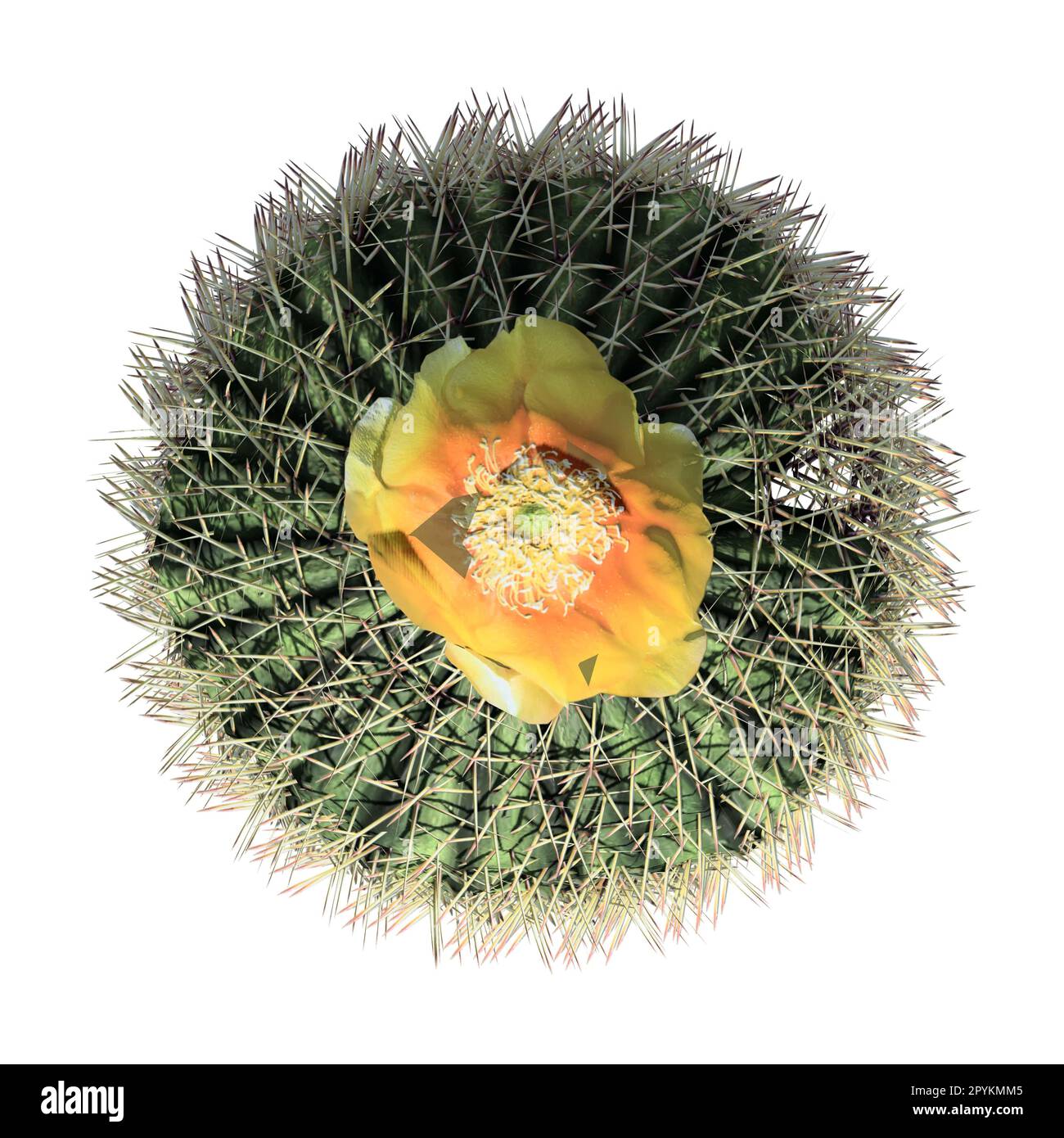 Pflanze isoliert auf weißem Hintergrund, Draufsicht - Barrel Cactus Stockfoto