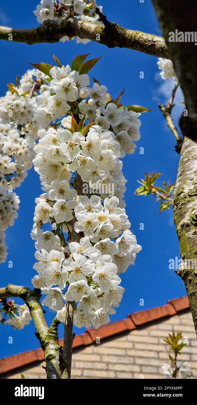 Ein Zweig voller Kirschblüten an einem sonnigen Tag im Frühling Stockfoto