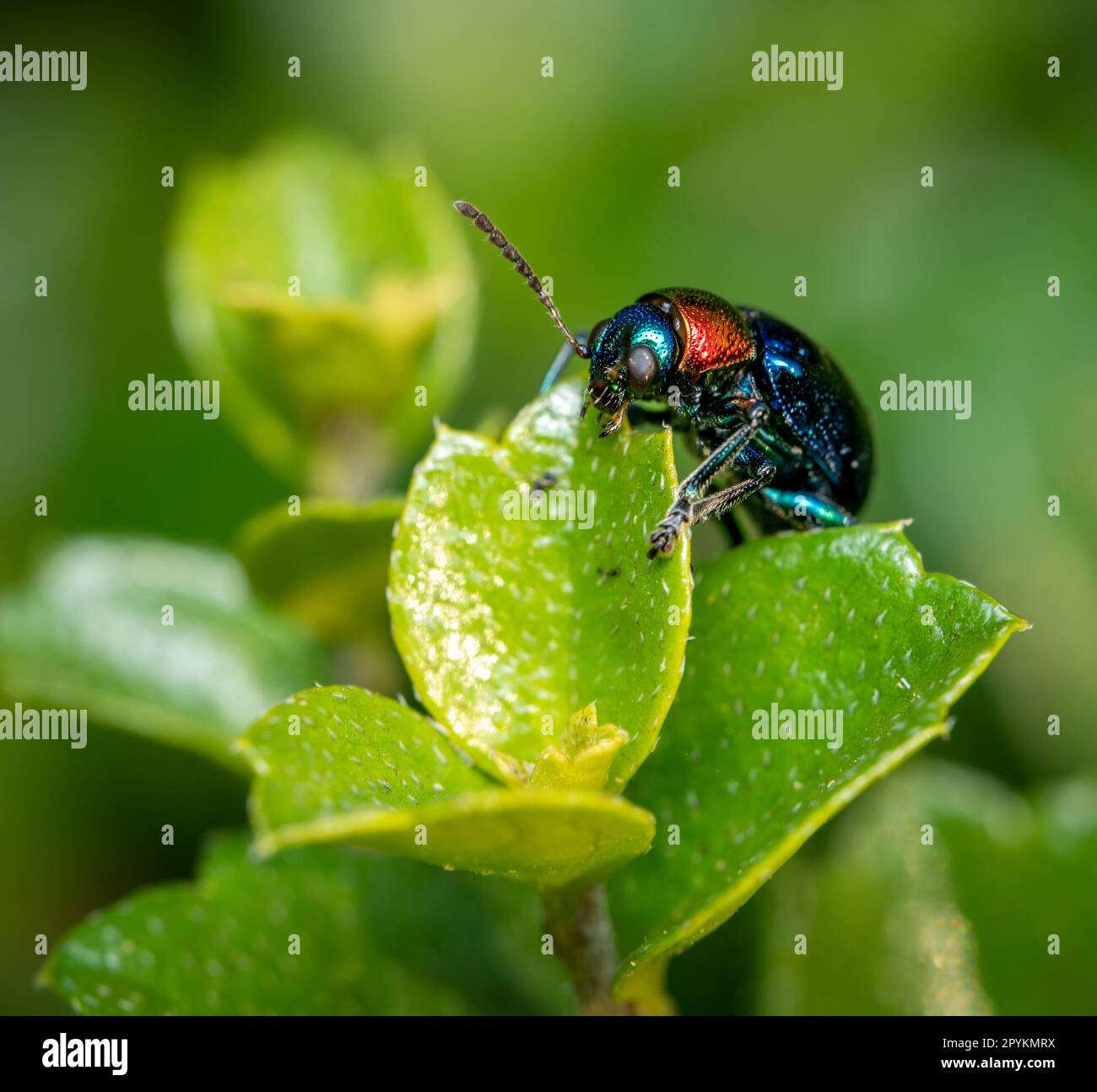 Ein blauer Milchkäfer, hoch oben auf einem grünen Blatt. Stockfoto