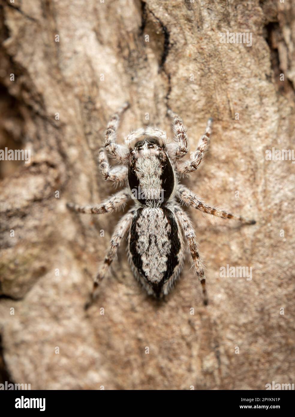 Eine Springspinne, getarnt gegen die Rinde eines Baumes. Stockfoto