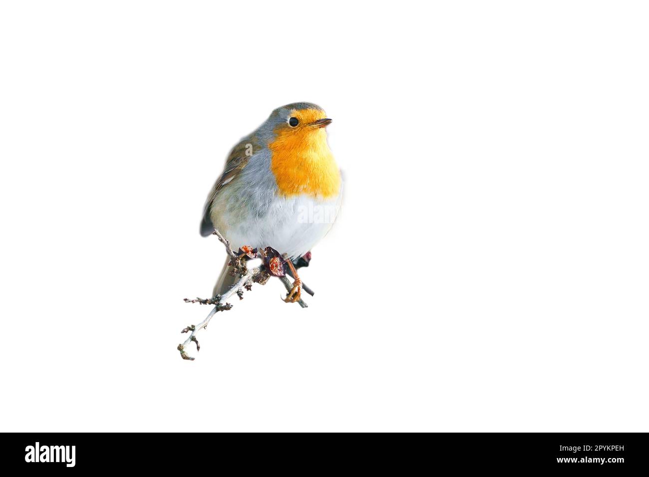 robin isoliert, zur Bearbeitung zugeschnitten. Songbird mit rot-weiß-orangefarbenem Gefieder. Vogel aus der Natur Stockfoto