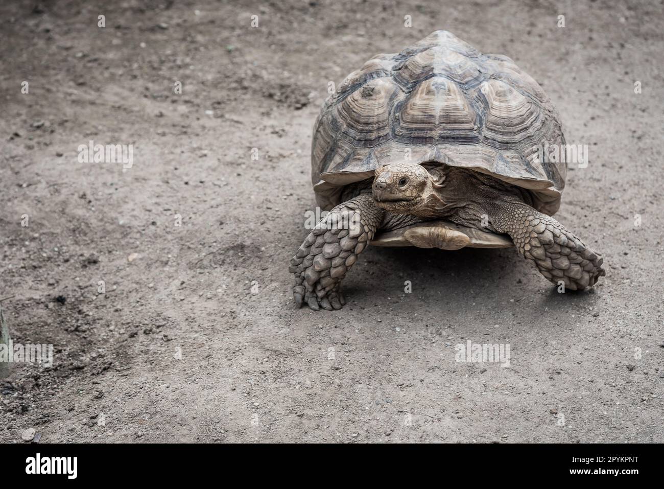 Riesenschildkröte Aldabra (Aldabrachelys gigantea) Stockfoto