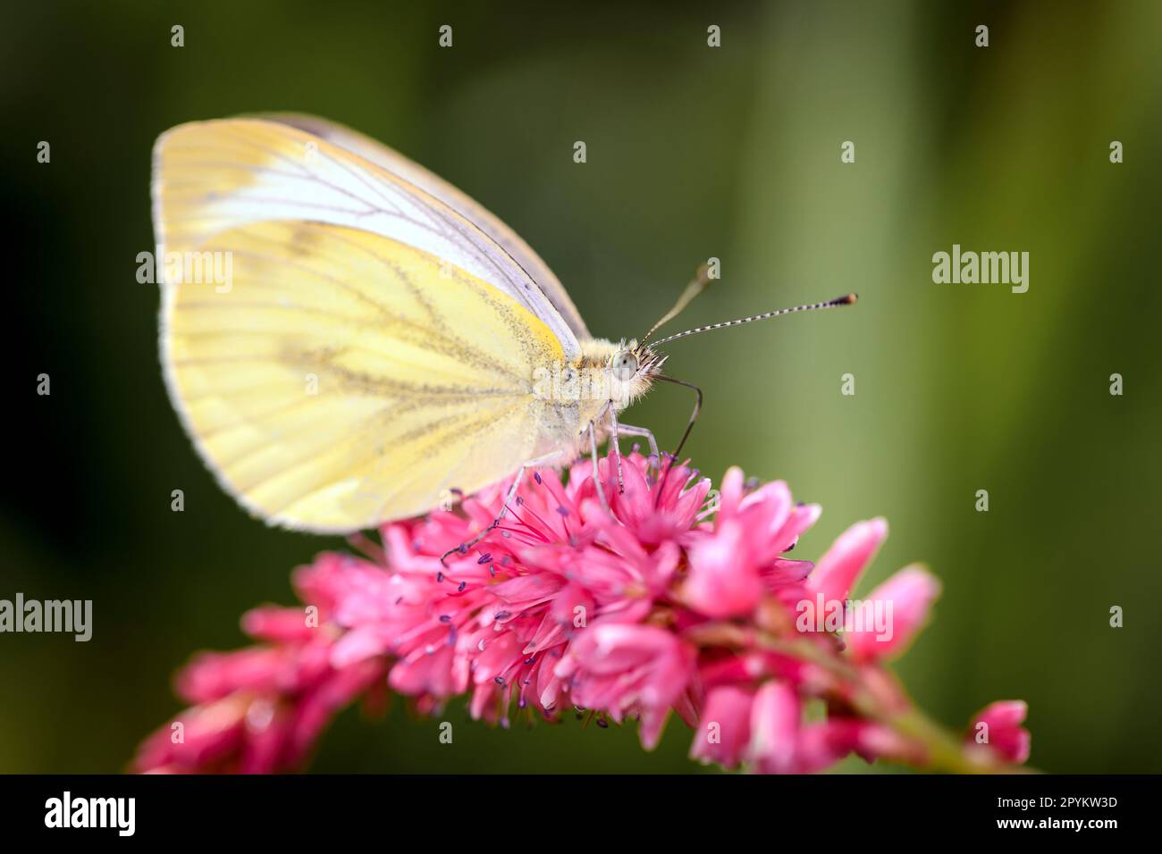 Grün-veniger weißer Schmetterling - Pieris napi - ruht auf dem roten Bistort oder Bergfleece - Bistorta amplexicaulis Stockfoto