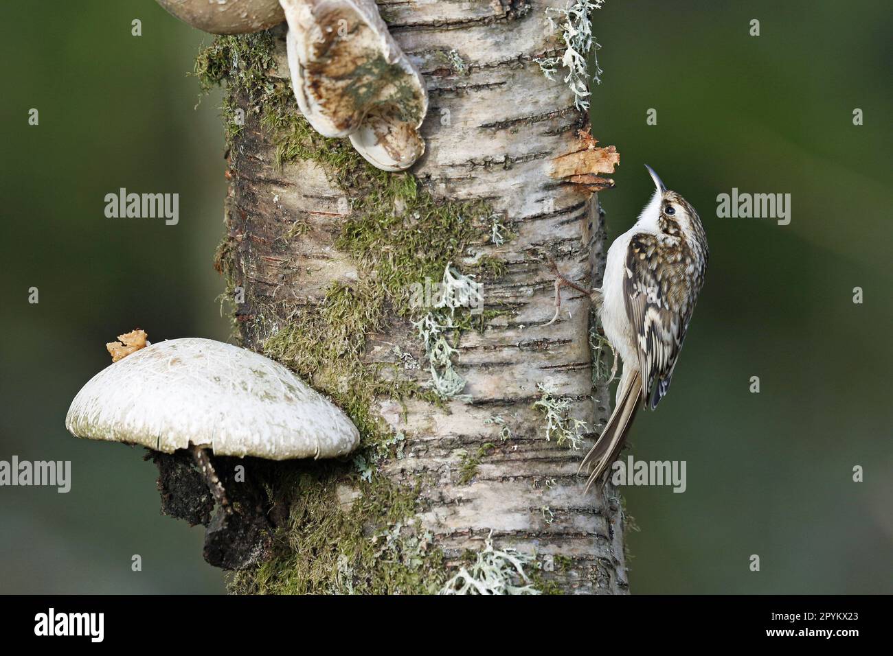 Eurasischer Treecreeper, aufsteigender Birkenbaum Stockfoto