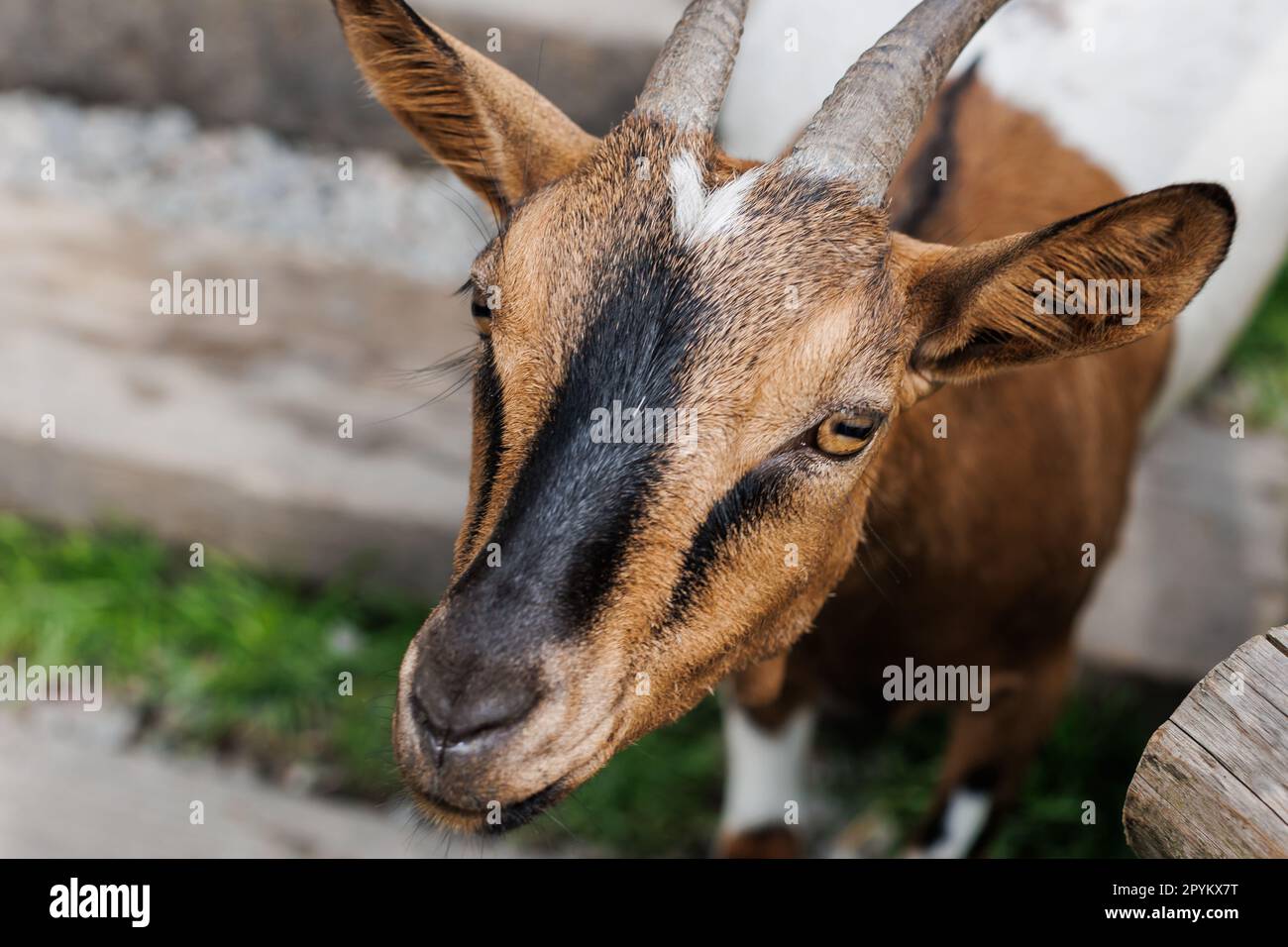 American Pygmy, Kamerun Ziege steht in der Nähe von Holzzaun auf grünem Gras, Nahaufnahme Detail. Stockfoto