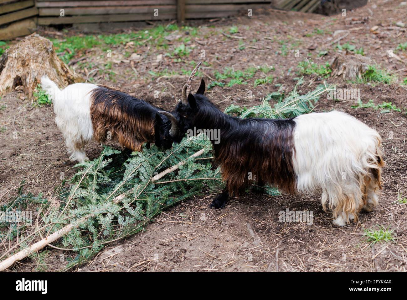 Walisische Ziege mit großen und scharfen Hörnern, ein Zoo mit ungewöhnlichen Tieren, Pflanzenfresser. Zwei lustige Ziegen stechen sich mit ihren Hörnern. Stockfoto