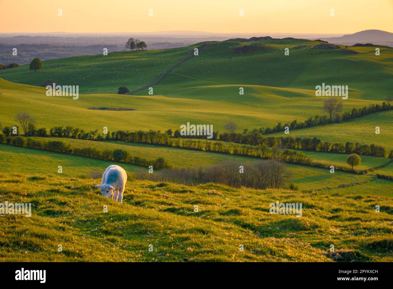 Ländliche Landschaft Irlands Stockfoto