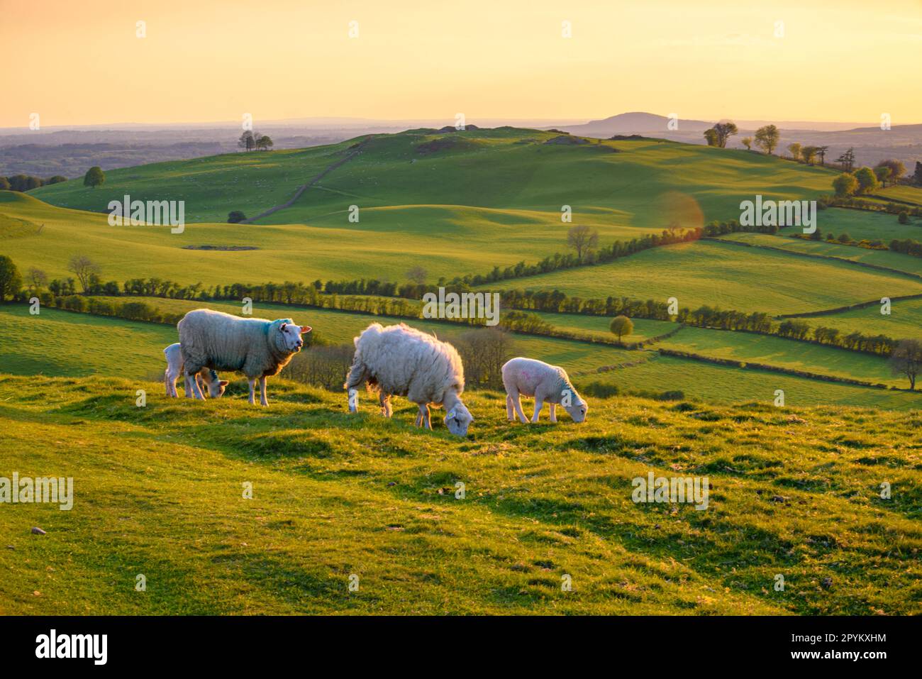 Irische Landschaft mit Schafen, die auf der Landschaft weiden Stockfoto