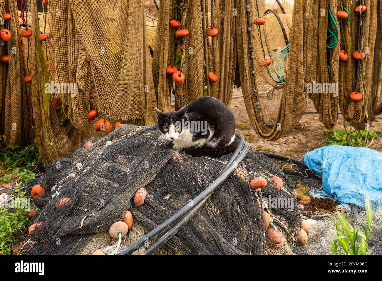 Eine Katze auf den Netzen des Pointe Courte Distrikts, in Sète, an einem ruhigen Morgen, in Hérault, Occitanie, Frankreich Stockfoto