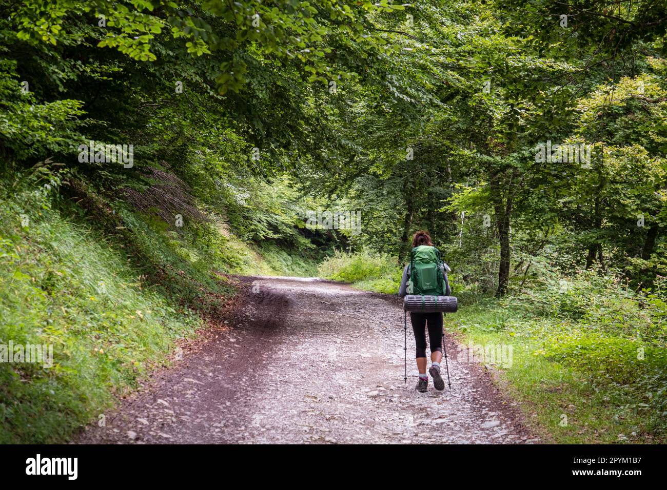 Senderista en el bosque, pista de Anapia a prados de Sanchese, Trekking de las Golondrinas, Lescun, región de Aquitania, departamento de Pirineos Atlá Stockfoto