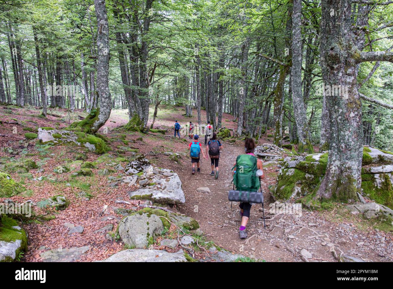 región de Aquitania, departamento de Pirineos Atlánticos, Francia Stockfoto