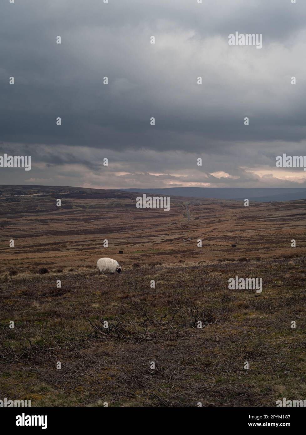 Schafe im Moor der North Pennines. Bewölkter, trüber Tag. Bezirk Durham. Landschaft, Ansichten. Stockfoto