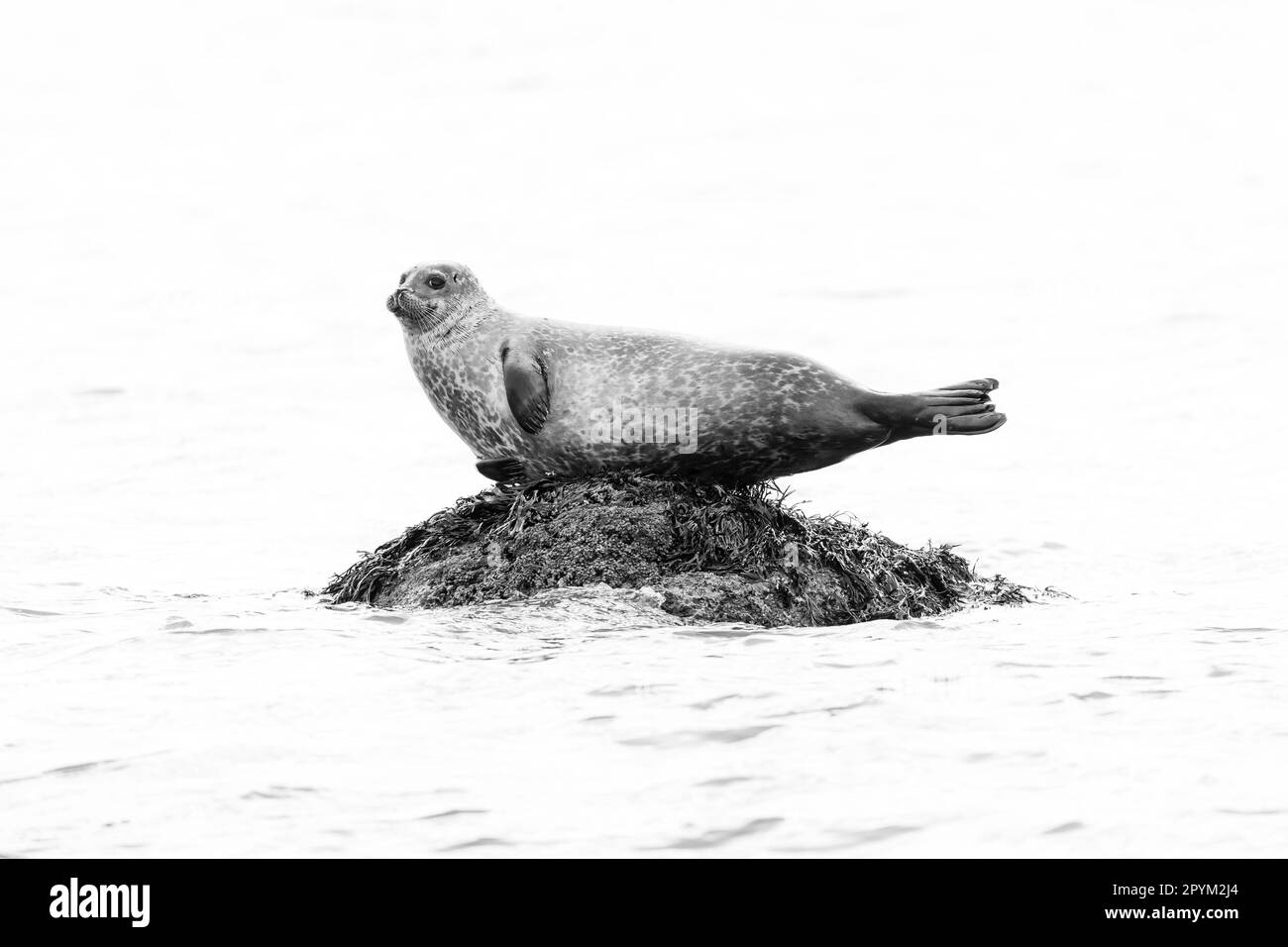 Seehunde (Phoca vitulina), die auf einem Felsen gezogen wurden Stockfoto