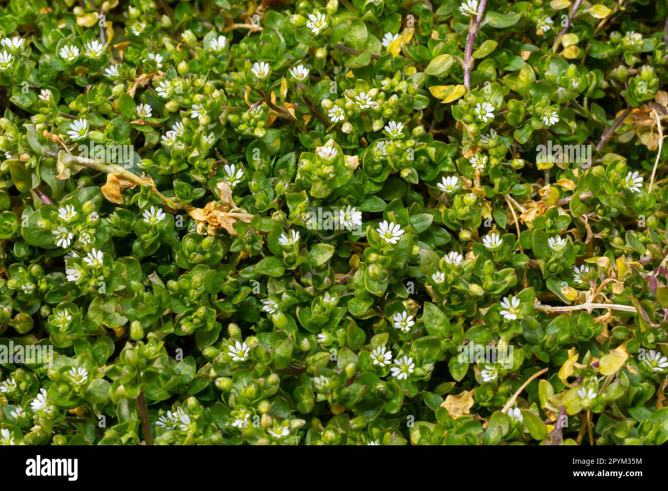 Im Frühling wachsen die Medien in Stellaria in freier Wildbahn. Eine