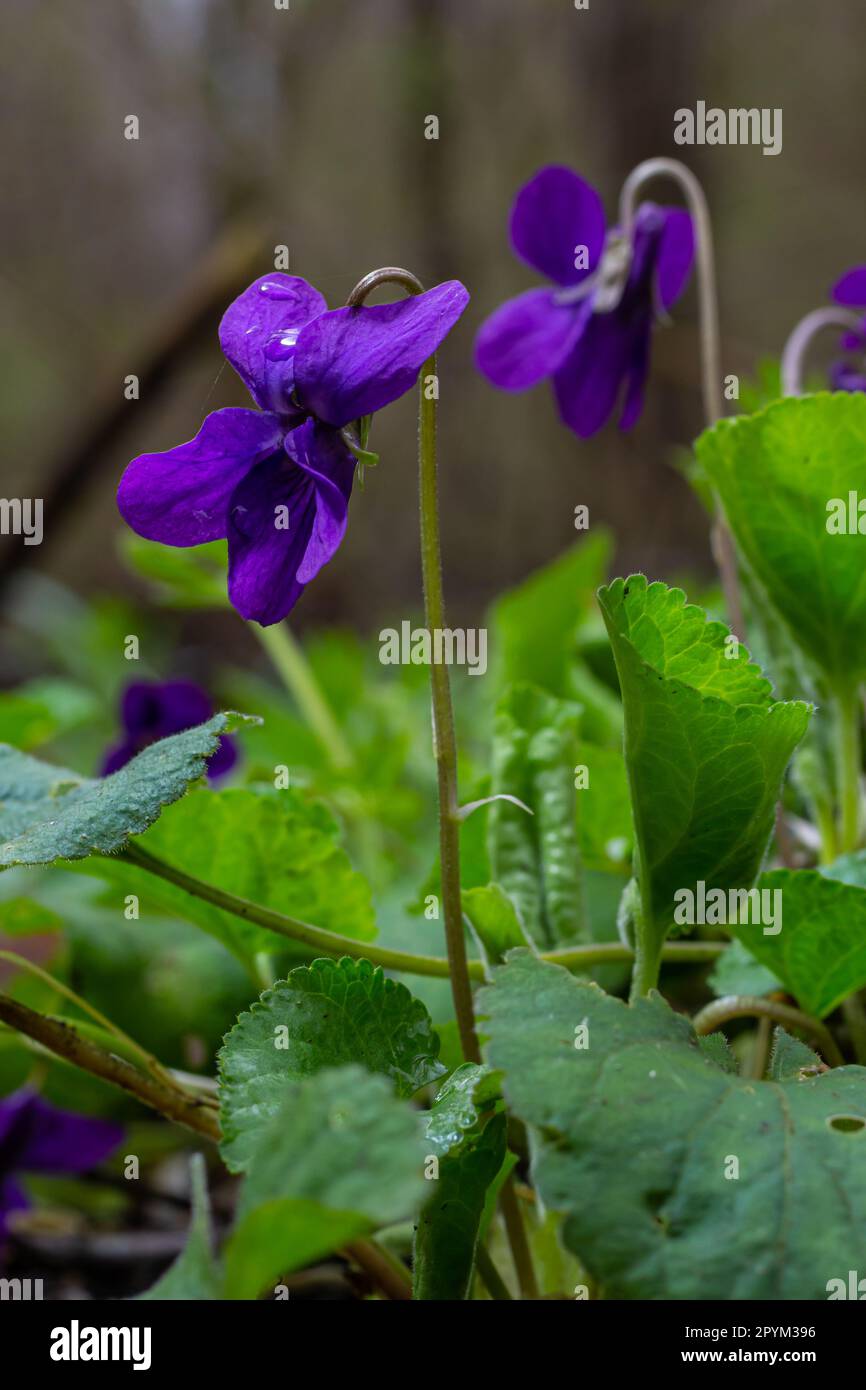 Viola odorata. Duftend. Violetter Blütenwald blüht im Frühling. Die erste Frühlingsblume, lila. Wilde Veilchen in der Natur. Stockfoto