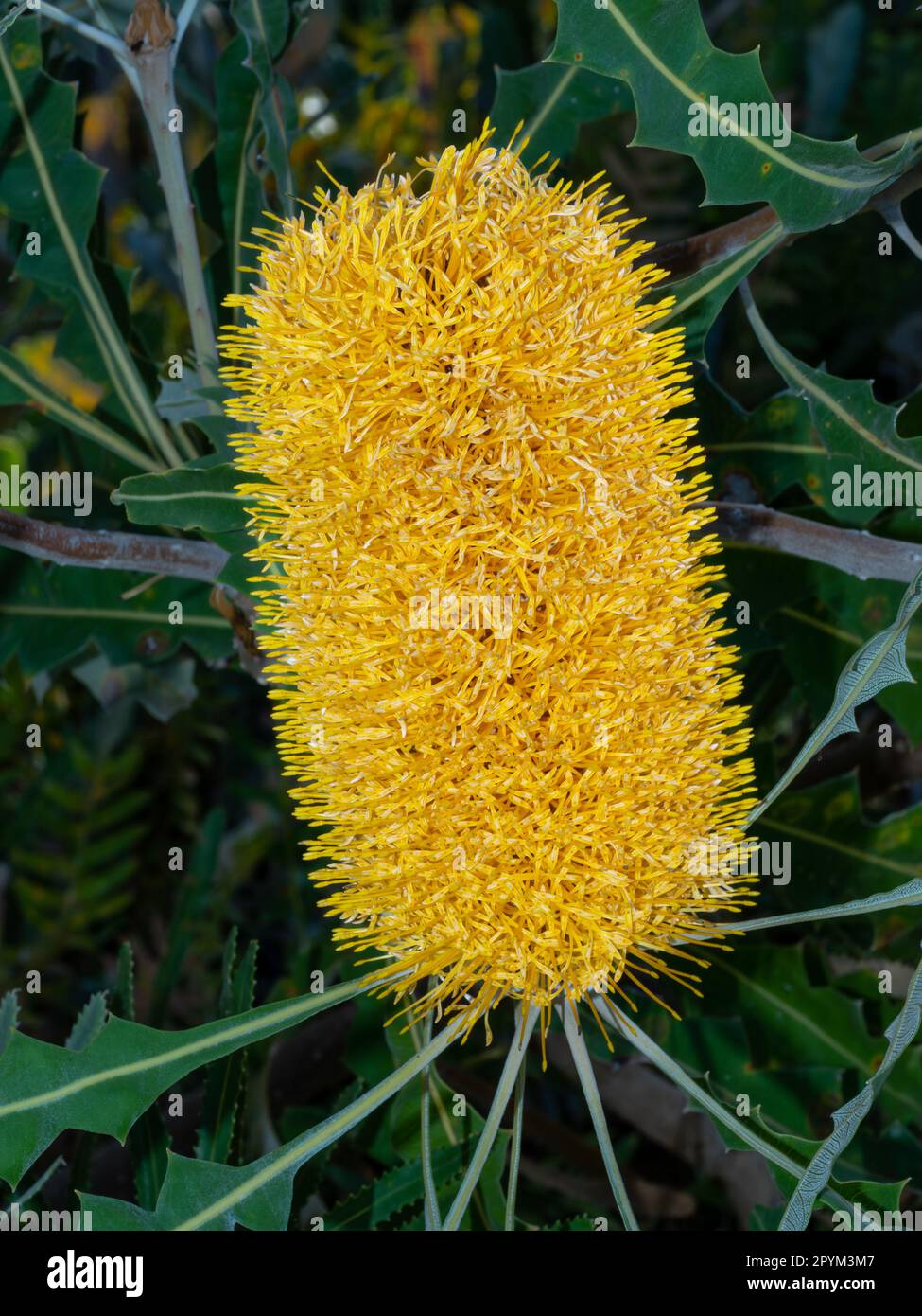 Banksia ist eine Gattung der Pflanzenfamilie Proteaceae. Diese australischen Wildblumen und Gartenpflanzen sind leicht zu erkennen. Stockfoto