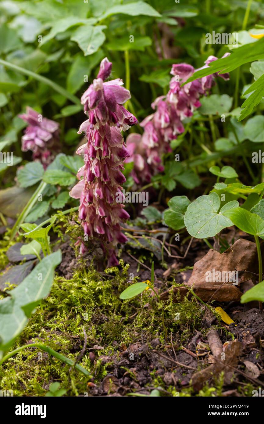 Die Pflanze Lathraea squamaria ist ein Parasit in den Wäldern Europas. Rosafarbene Blüten aus blühenden gewöhnlichen Zahnwürzen im Wald, parasitäre Pflanze wächst auf Tre Stockfoto