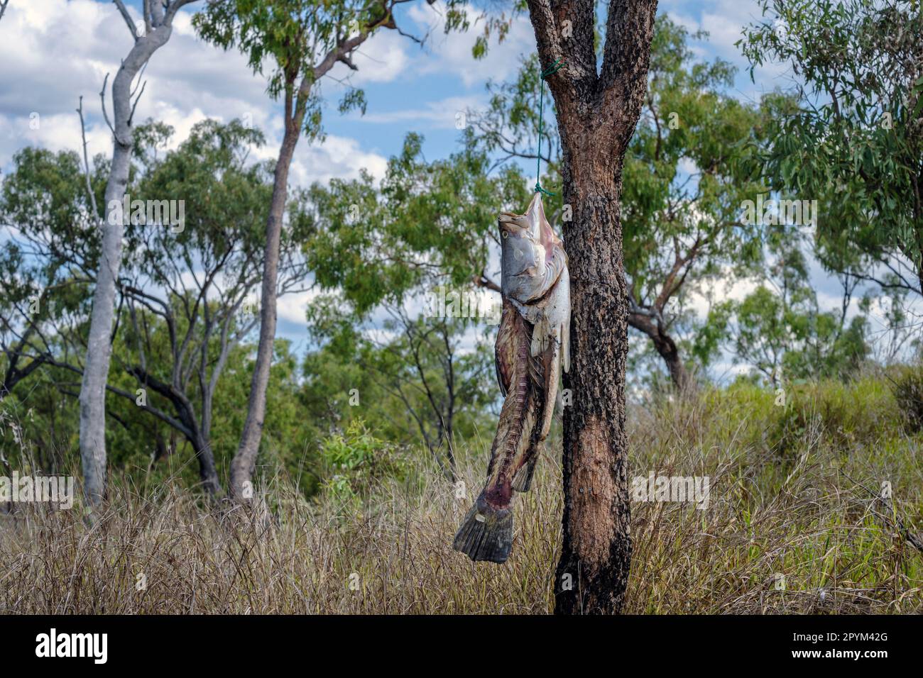 Ein Fisch hängt in einem Gummibaum neben der Route 77 nach Collinsville, nahe Bogie, Queensland, Australien Stockfoto