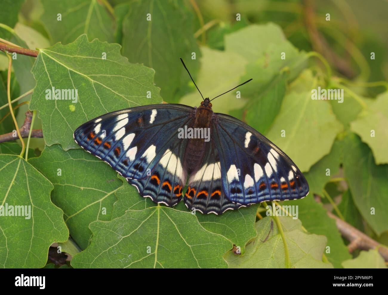 Limenitis populi weibliche Nymphalidae Poplar Admiral Lepidoptera Butterfly Stockfoto