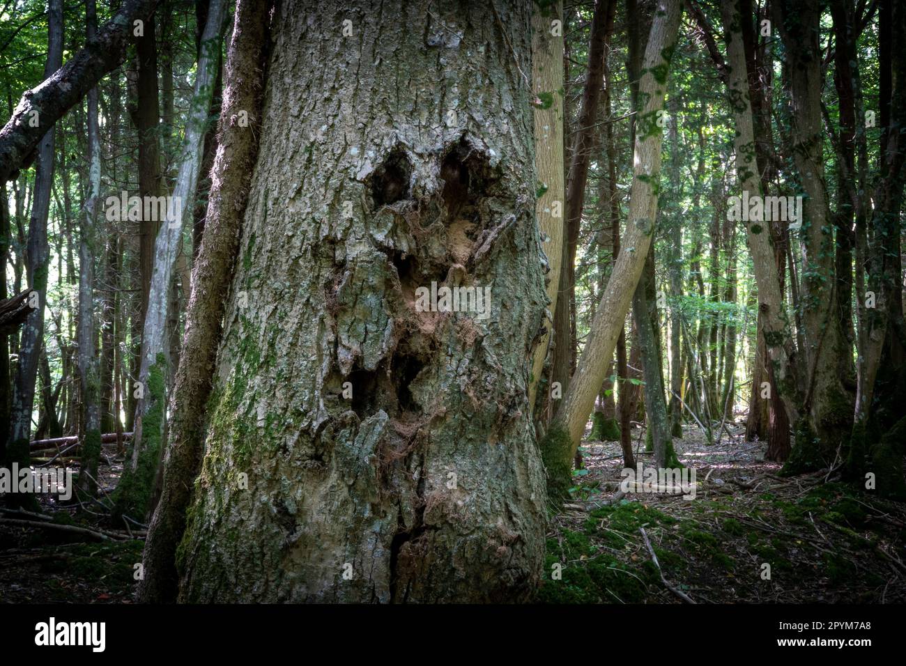 Gruselig aussehender Baum in einem dunklen Wald mit dem Aussehen eines menschlichen Gesichts in der Rinde Stockfoto