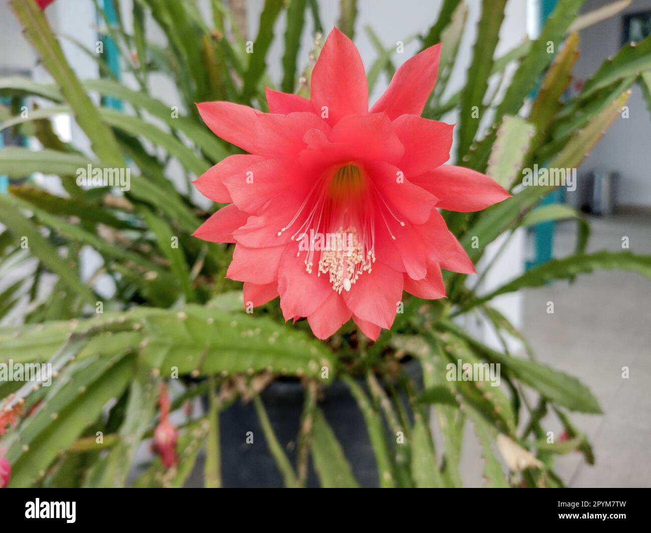 Blhender Orchideenkaktus. Disocactus ackermannii Stockfotografie - Alamy