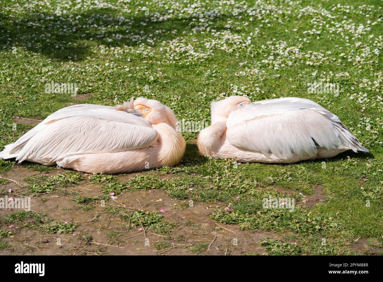 London UK. 4. Mai 2023 Rosa Pelikane (Pelecanus rufescens), die im Saint James Park in der Sonne ruhen. Die Vorhersage ist für sonnige, sonnige Anfälle mit der Möglichkeit von Regenschauern während der Krönung in London. Kredit: amer Ghazzal/Alamy Live News Stockfoto