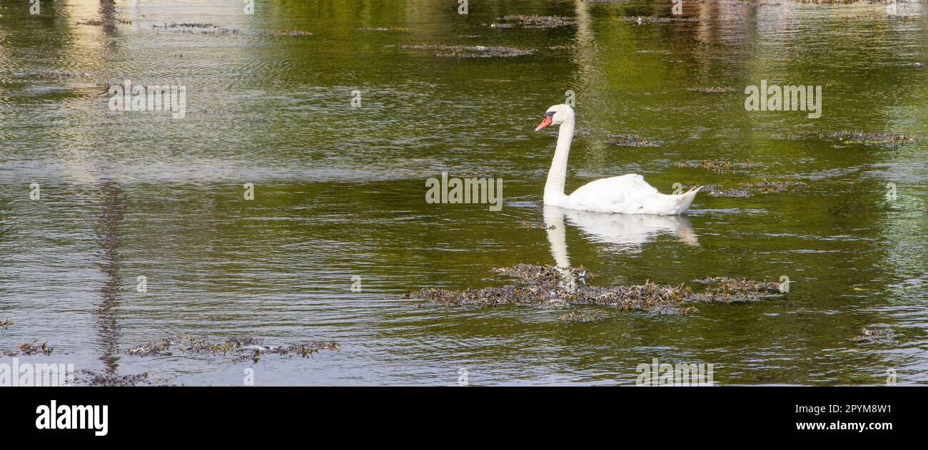 Ein großer weißer Schwan schwimmt auf der Oberfläche des Teichs. Weißer