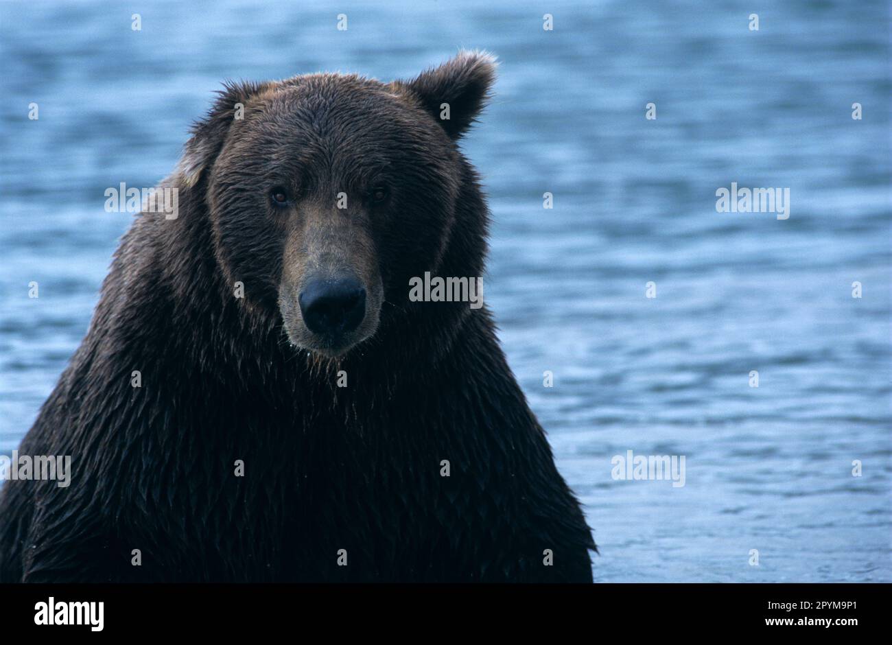Grizzlybär (Ursus arctos horribilis Stockfoto
