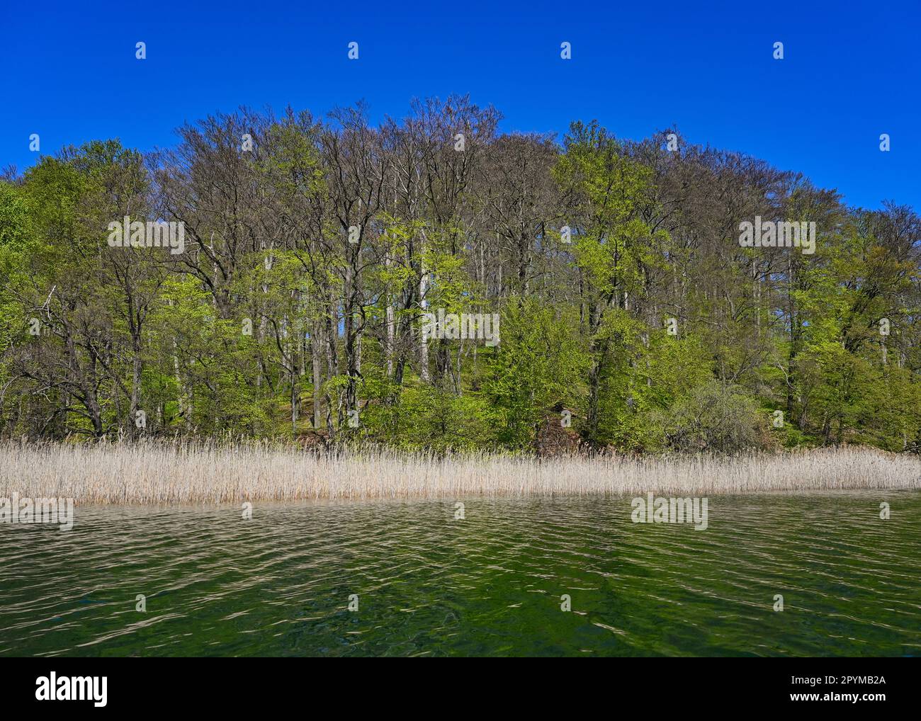 30. April 2023, Mecklenburg-Vorpommern, Feldberg: Frühling am Breiter-Luzin-See im Naturpark "Feldberger Seenlandschaft". Riesige Wälder, Hügel, Täler, sandige Ebenen, beeindruckende Dünen im Landesinneren, Klare Seen und versteckte Moore, historische Gebäude, Kulturerbestätten und Museen – all dies findet man in diesem Naturpark. Diese vielfältige Landschaft wurde von der letzten Eiszeit geprägt. Foto: Patrick Pleul/dpa Stockfoto