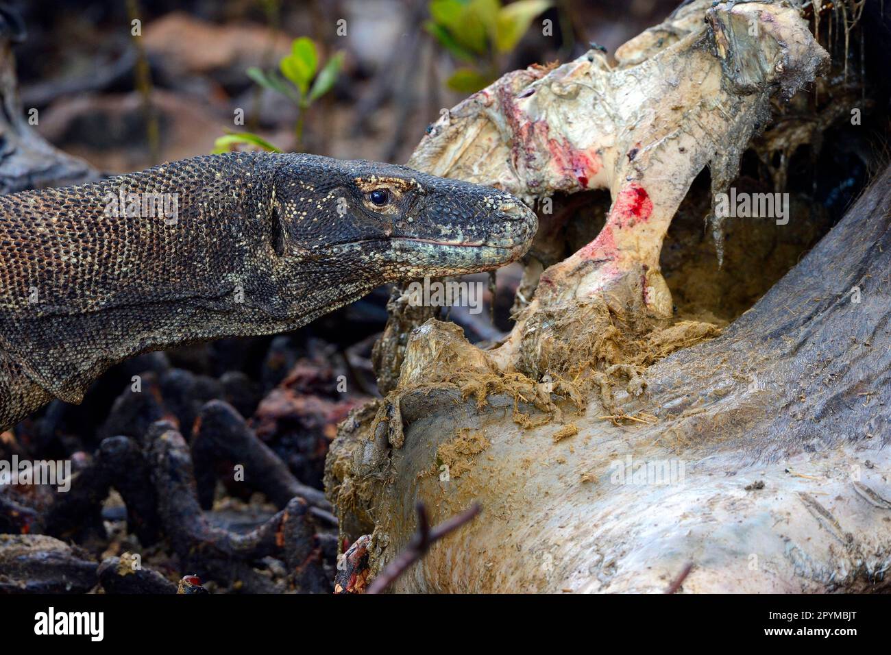 Komododrachen (Varanus komodoensis), auf Büffelschlachtkörpern in Mangrovengebieten, Insel Rinca, Indonesien Stockfoto