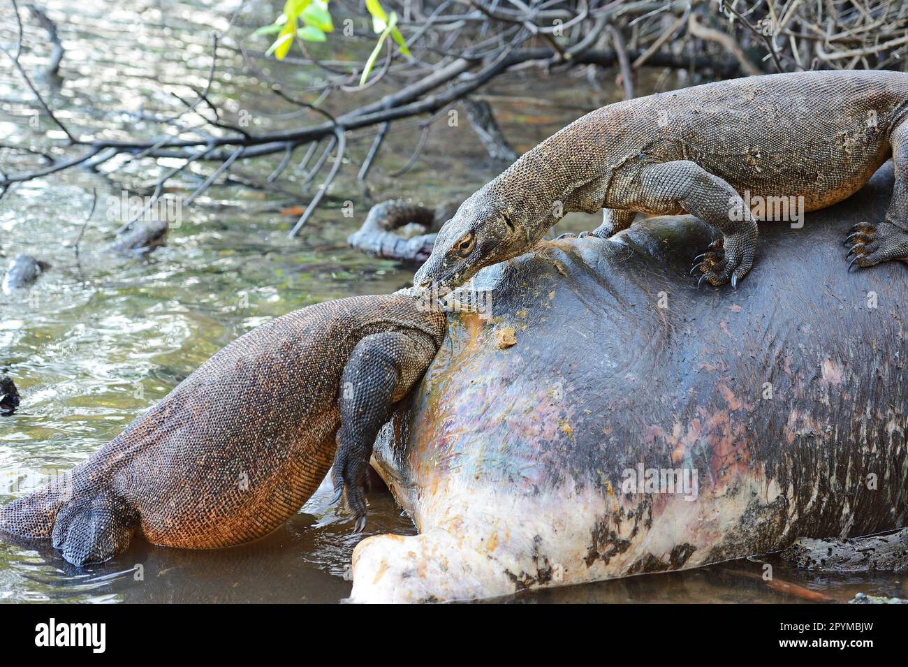 Komododrachen (Varanus komodoensis) auf Büffelschlachtkörpern im Mangrovengebiet, Insel Rinca, Indonesien Stockfoto