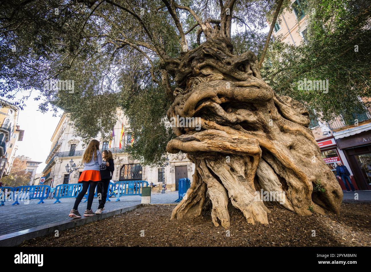 Olivera de Cort, Arbol Singular, Plaza de Cort, Palma, Mallorca, Balearen, Spanien Stockfoto