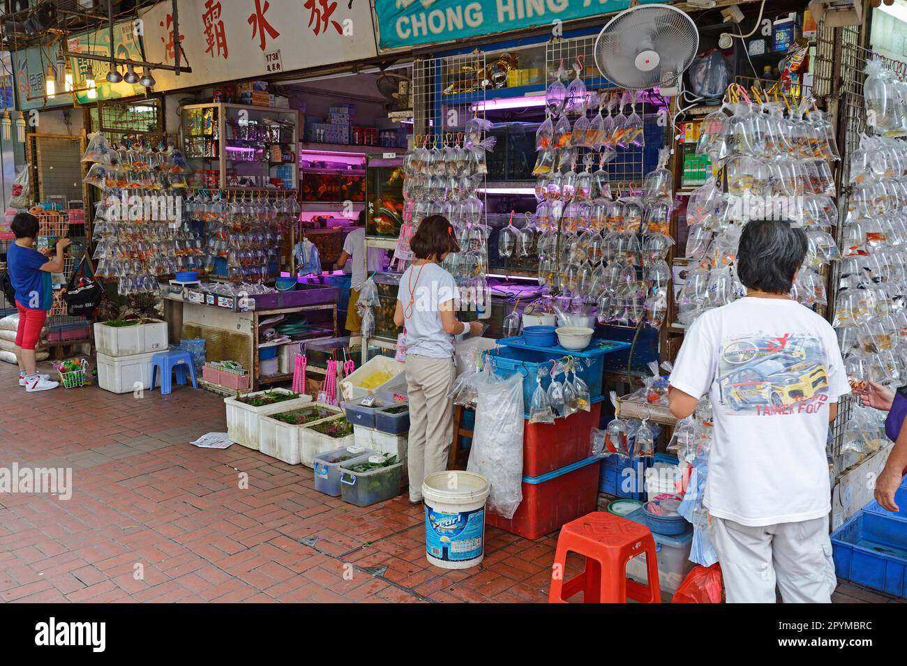 Abgepackter Aquariumfisch, typisches Aquariumgeschäft in Kowloon, Hongkong, China Stockfoto