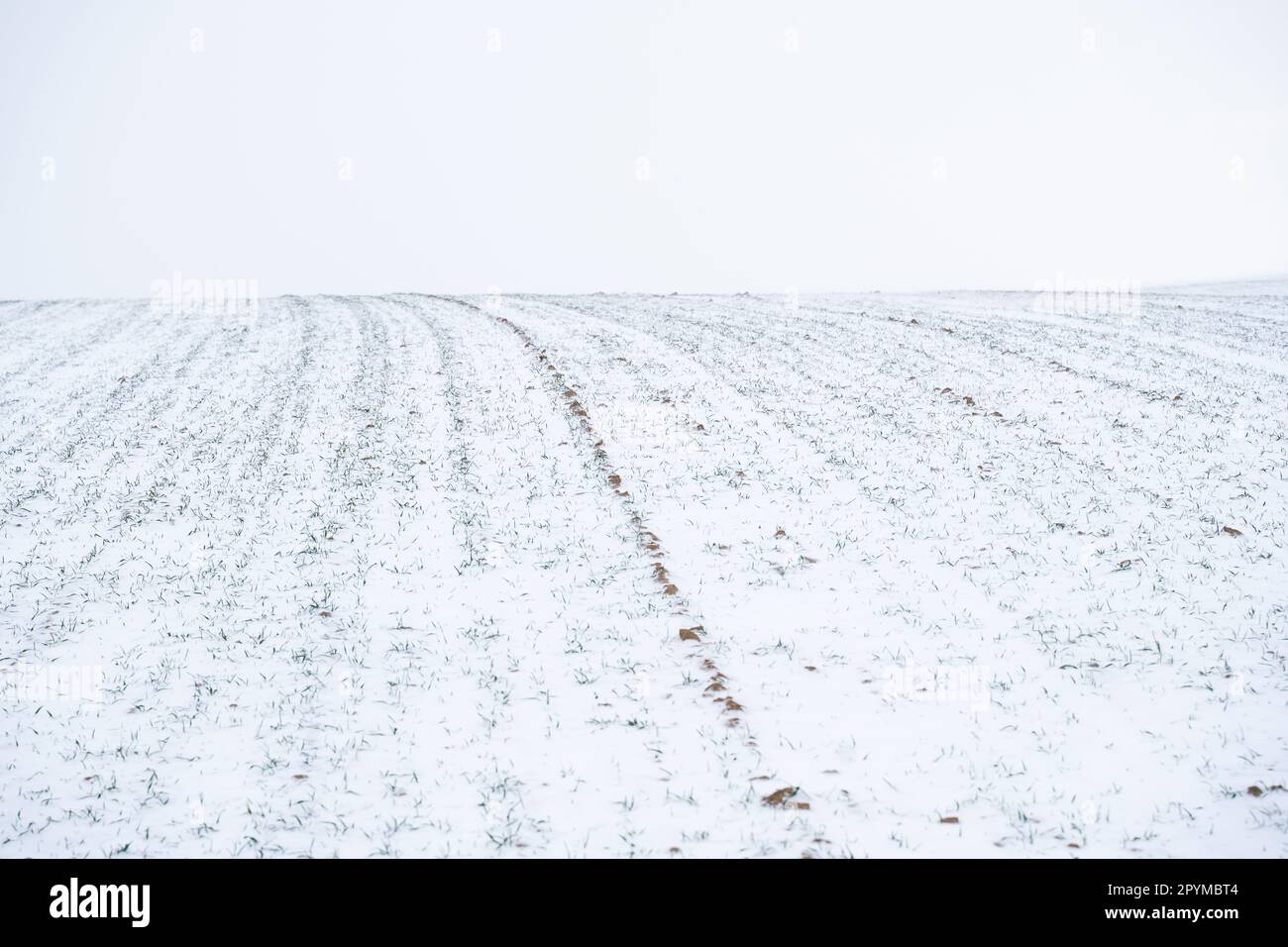 Weizenfeld mit Schneefall in der Wintersaison. Landwirtschaftsprozess mit Kulturen. Stockfoto