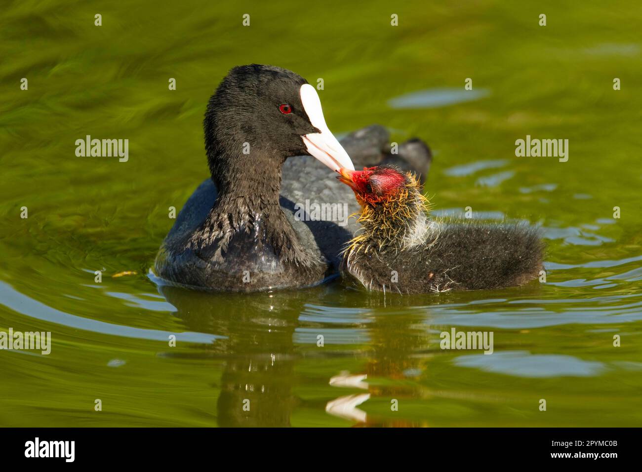 Coot (Fulica atra) Küken, die Erwachsene füttern, Schwimmen, Two Tree Island Nature Reserve, Essex, England, Großbritannien Stockfoto