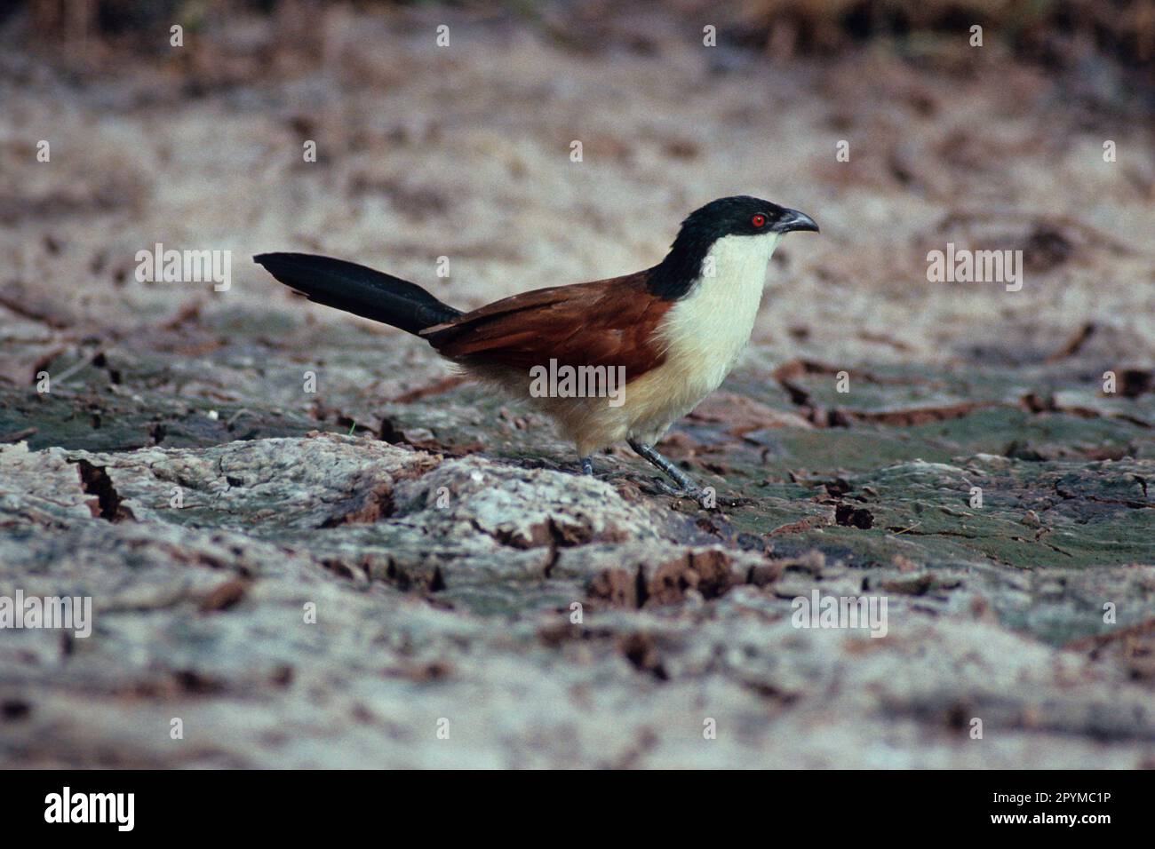 Senegal hat Kuckuck angetrieben, Kuckuck hoch oben auf der Groun (Centropus senegalensis), Kuckuck hoch oben auf dem Boden, Senegal hat Kuckuckuck angetrieben, Tiere, Vögel, Kuckuck Stockfoto