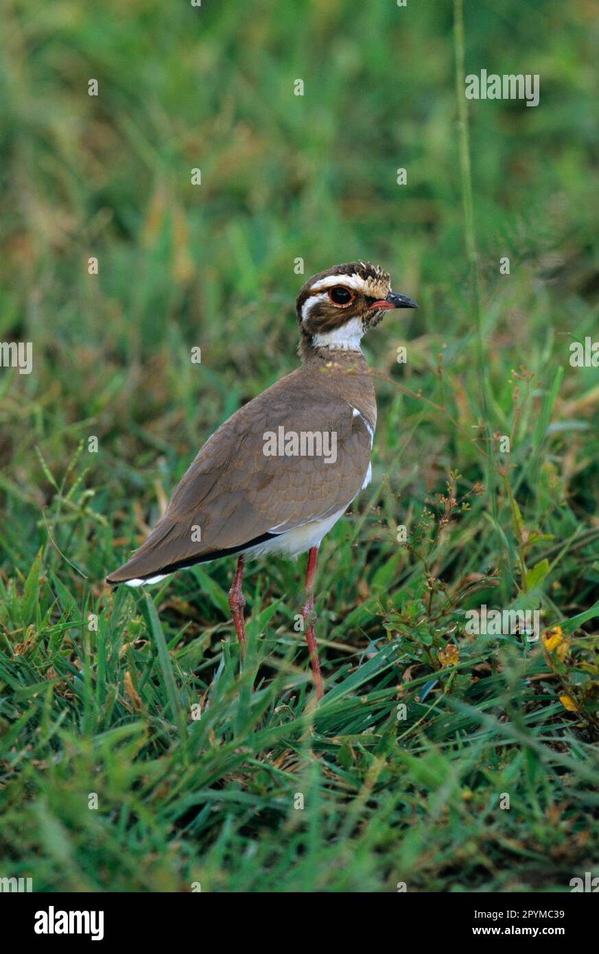 Rhinoptilus chalcopterus, Amethyst Courser, Amethyst Courser, Tiere, Vögel, Waders, Violet-Tip Courser (Cursorius chalcopterus) Lake Manyara Stockfoto