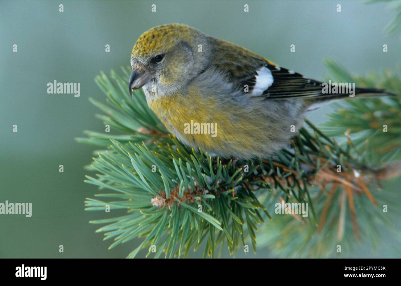 Banden-Kreuz, Banden-Kreuz, Singvögel, Tiere, Vögel, Finken, weiblich, zweiarmig, weiblich, Crossbill (Loxia leuceptera), hoch, Finnland Stockfoto