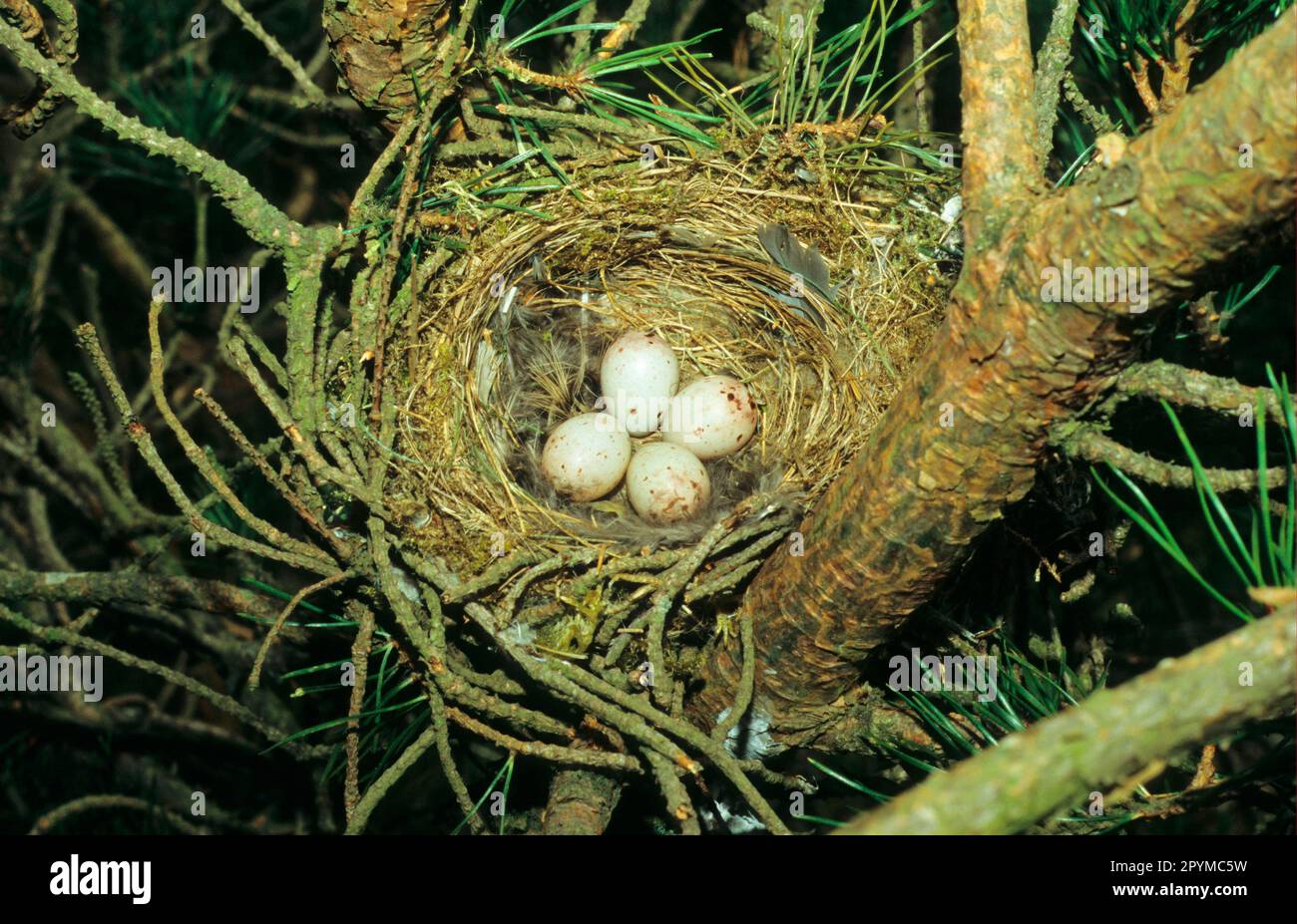 Fichte-Kreuzschnecke, Fichte-Kreuzschnecke, Gemeine Kreuzschnecke (Loxia curvirostra), Singvögel, Tiere, Vögel, Finken, Rotes Crossbill-Nest und Eier Stockfoto