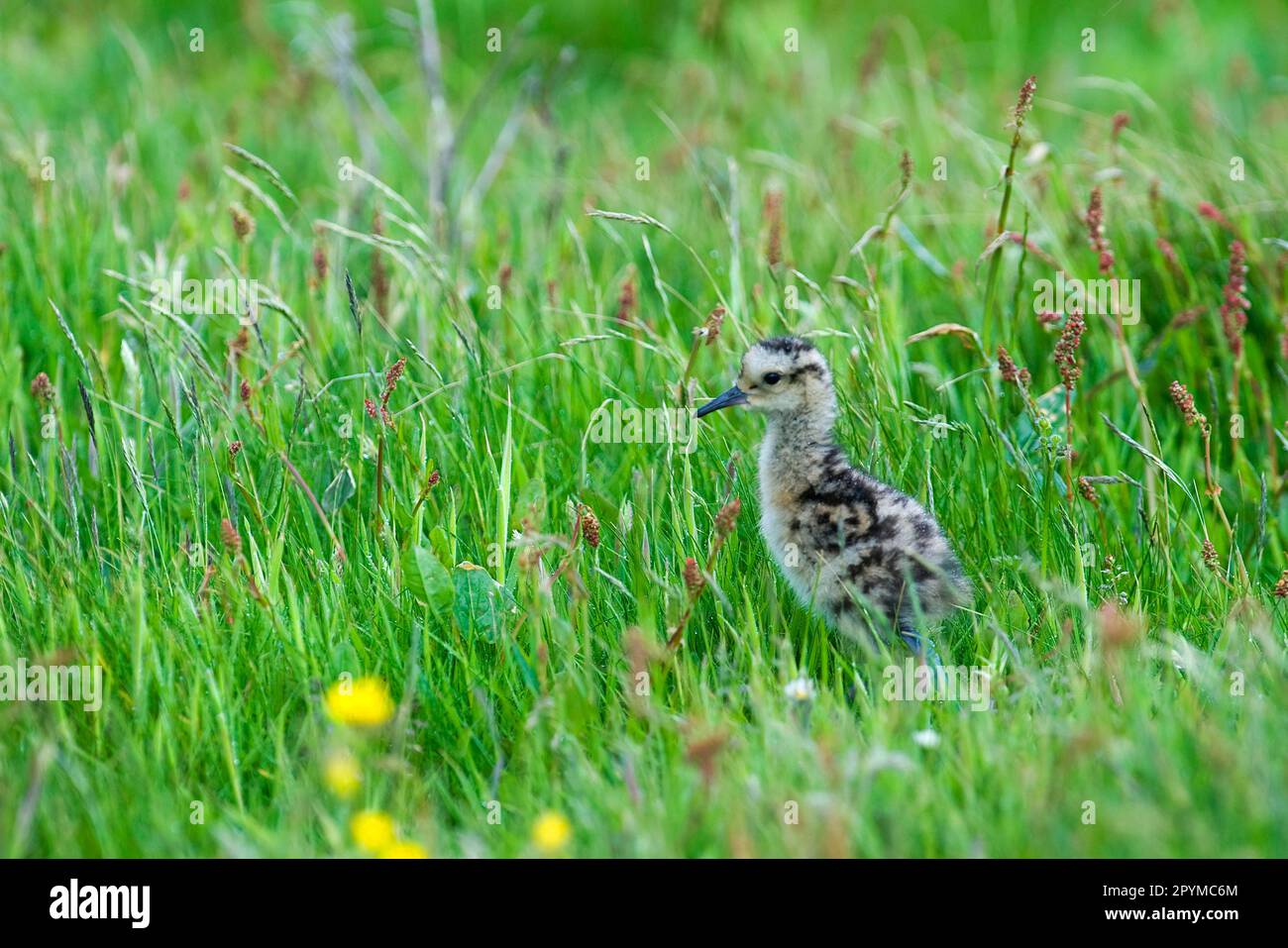 Eurasian Curlew (Numenius arquata) Küken, auf Gras stehend, Shetland Islands, Schottland, Vereinigtes Königreich Stockfoto