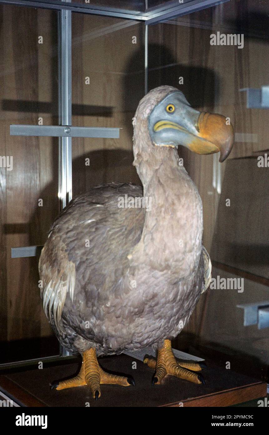 Dodo, dodo, dodos (Raphus cucullatus), Drohnen, ausgestorben, Tiere, Vögel, Dodo-montiertes Exemplar, im Schaukasten, Schulmuseum, Den Haag Stockfoto